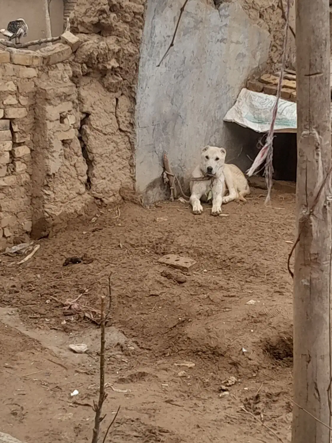 سگ سرابی|سگ|ایجرود, |دیوار