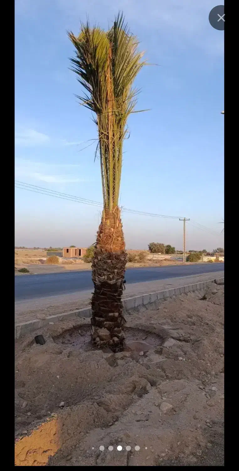 فروش نخل خرما بلندوچندمتری|گل و گیاه طبیعی|چابهار, |دیوار
