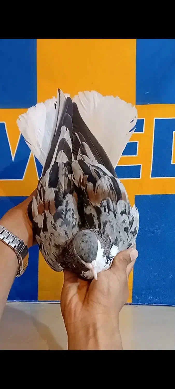 ساده (کبوتر حیدری خوزستان)|پرنده|شیراز, حومه شیراز|دیوار