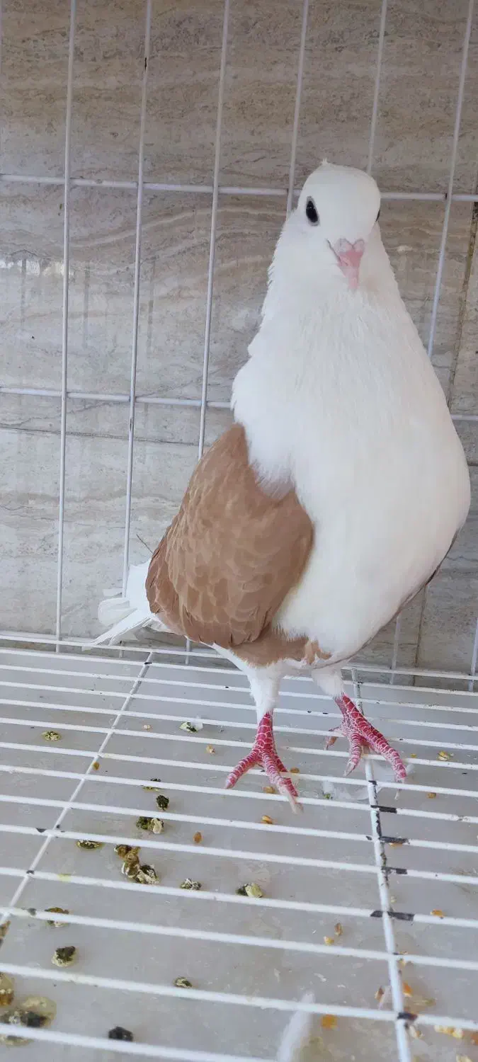 دوکت زرد|پرنده|اندیمشک, |دیوار