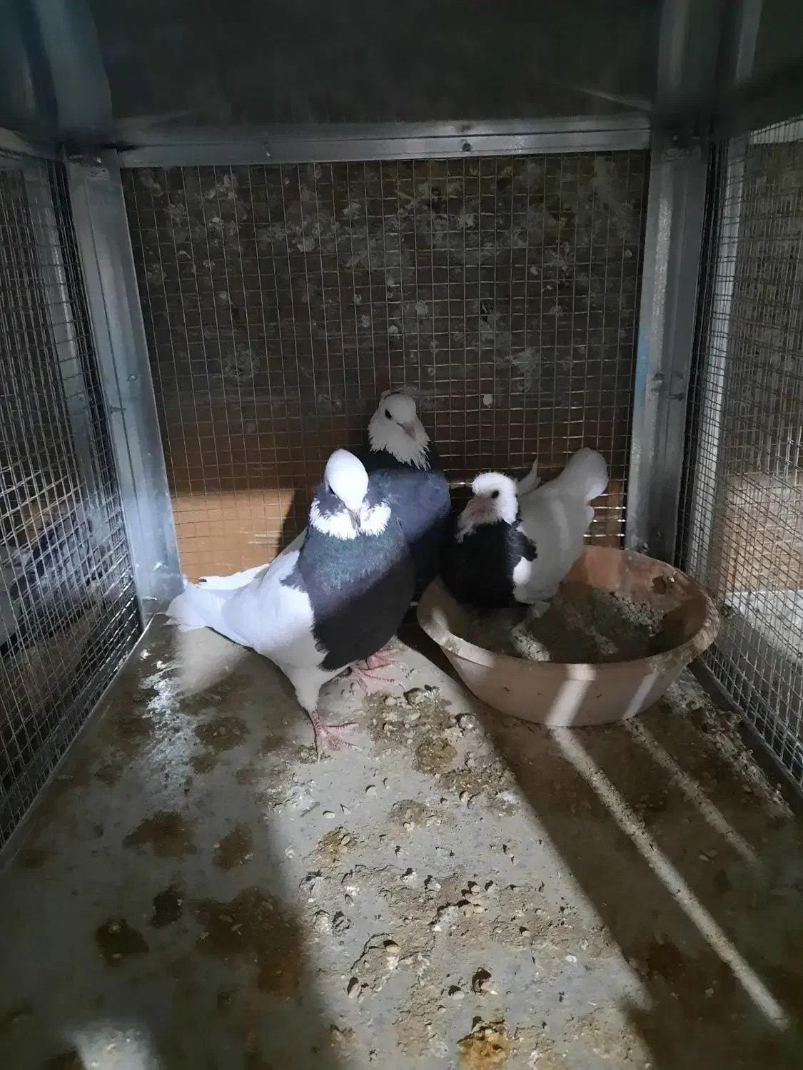 کبوتر طوقی|پرنده|شیراز, رکنآباد|دیوار