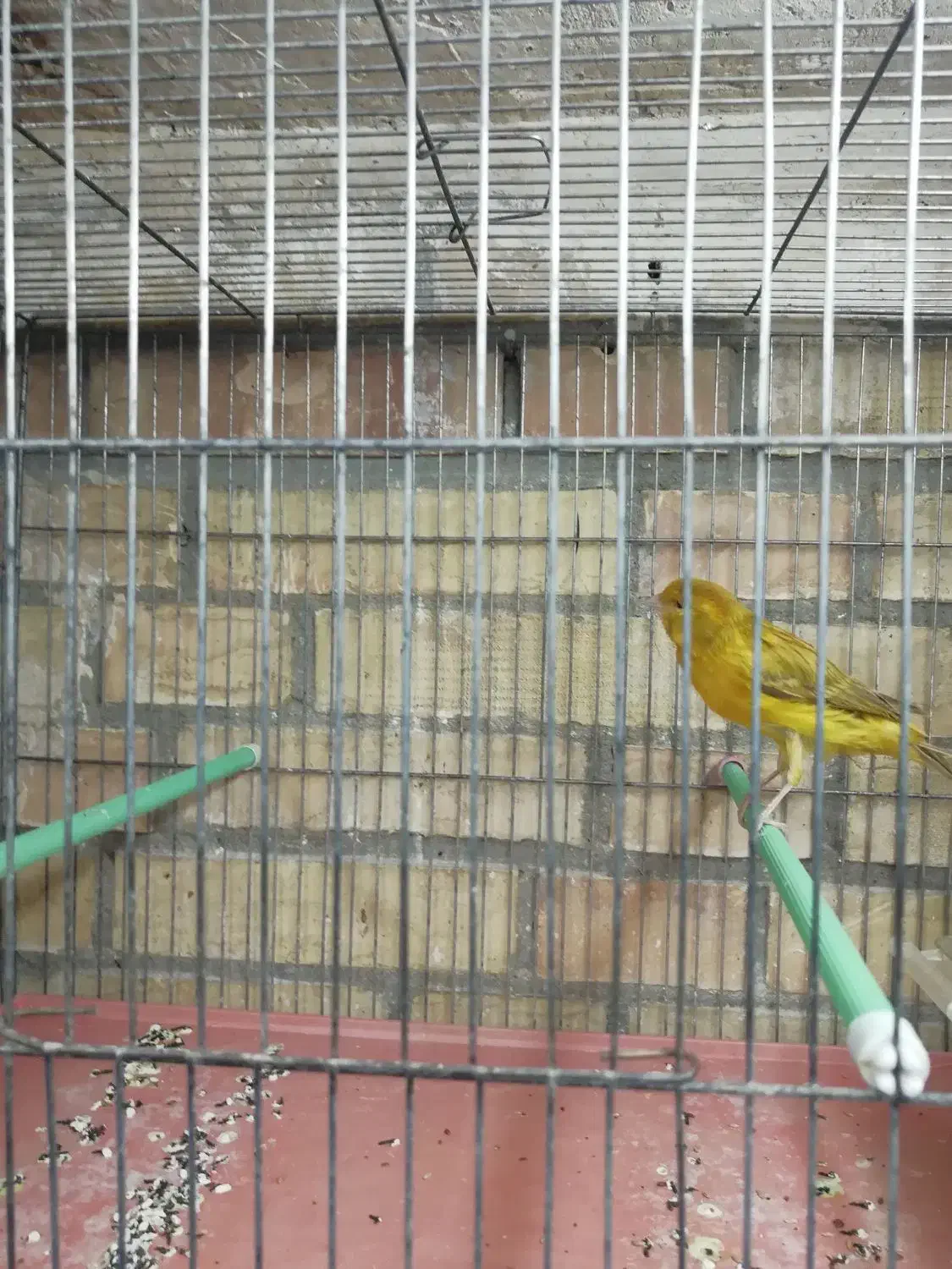 قناری سبز و زیتونی|پرنده|فسا, |دیوار