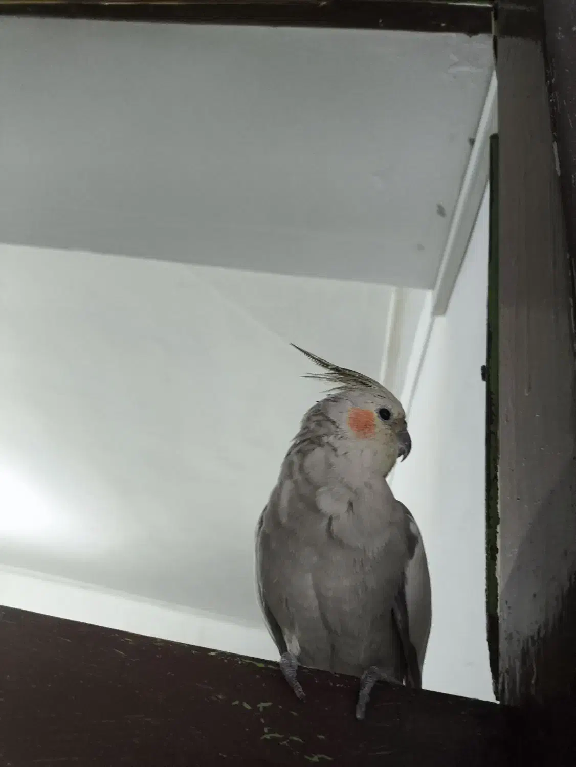 عروس هلندی ماده|پرنده|ملکشاهی, |دیوار