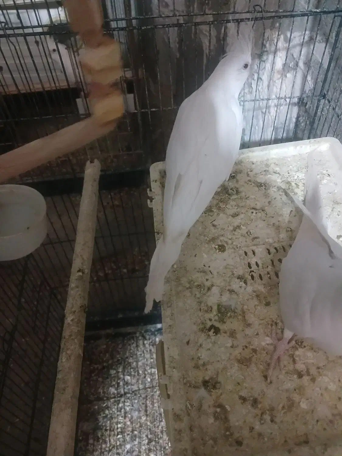 فروش عروس هلندی البینو ماده|پرنده|فامنین, |دیوار