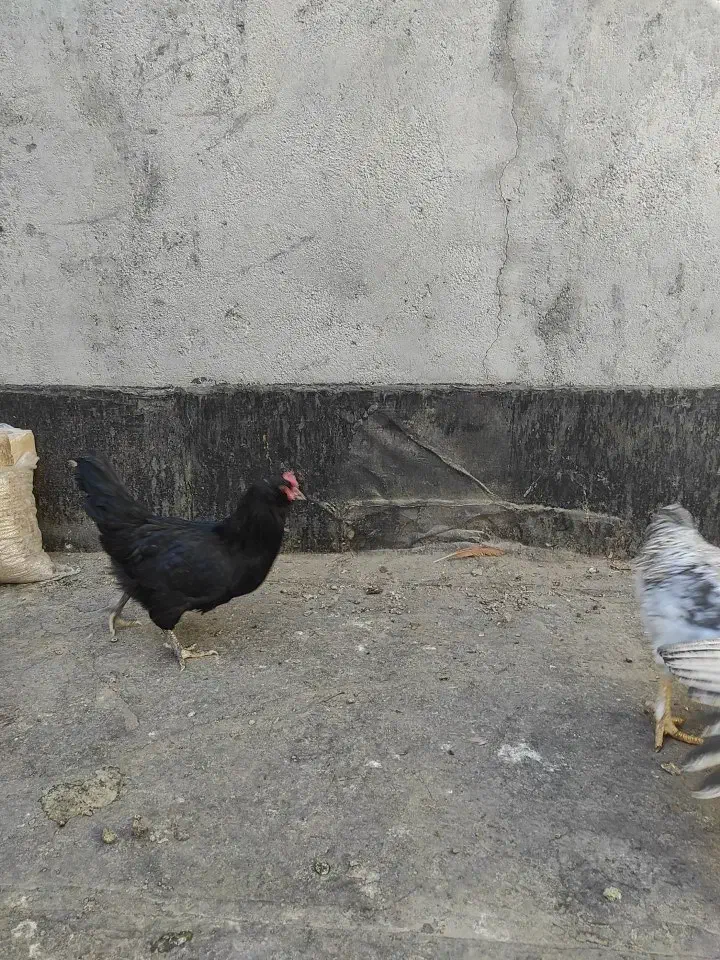 مرغ لاری و سیاه|حیوانات مزرعه|چناران, |دیوار