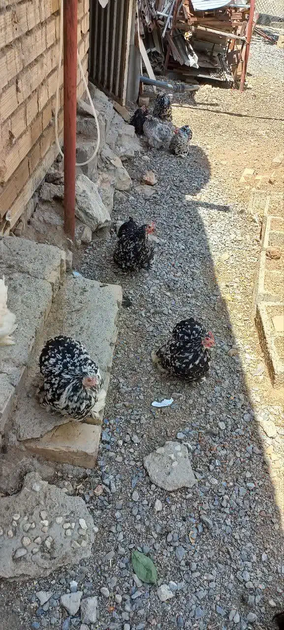 مرغ وخروس کوشین|حیوانات مزرعه|بوئین و میاندشت, |دیوار