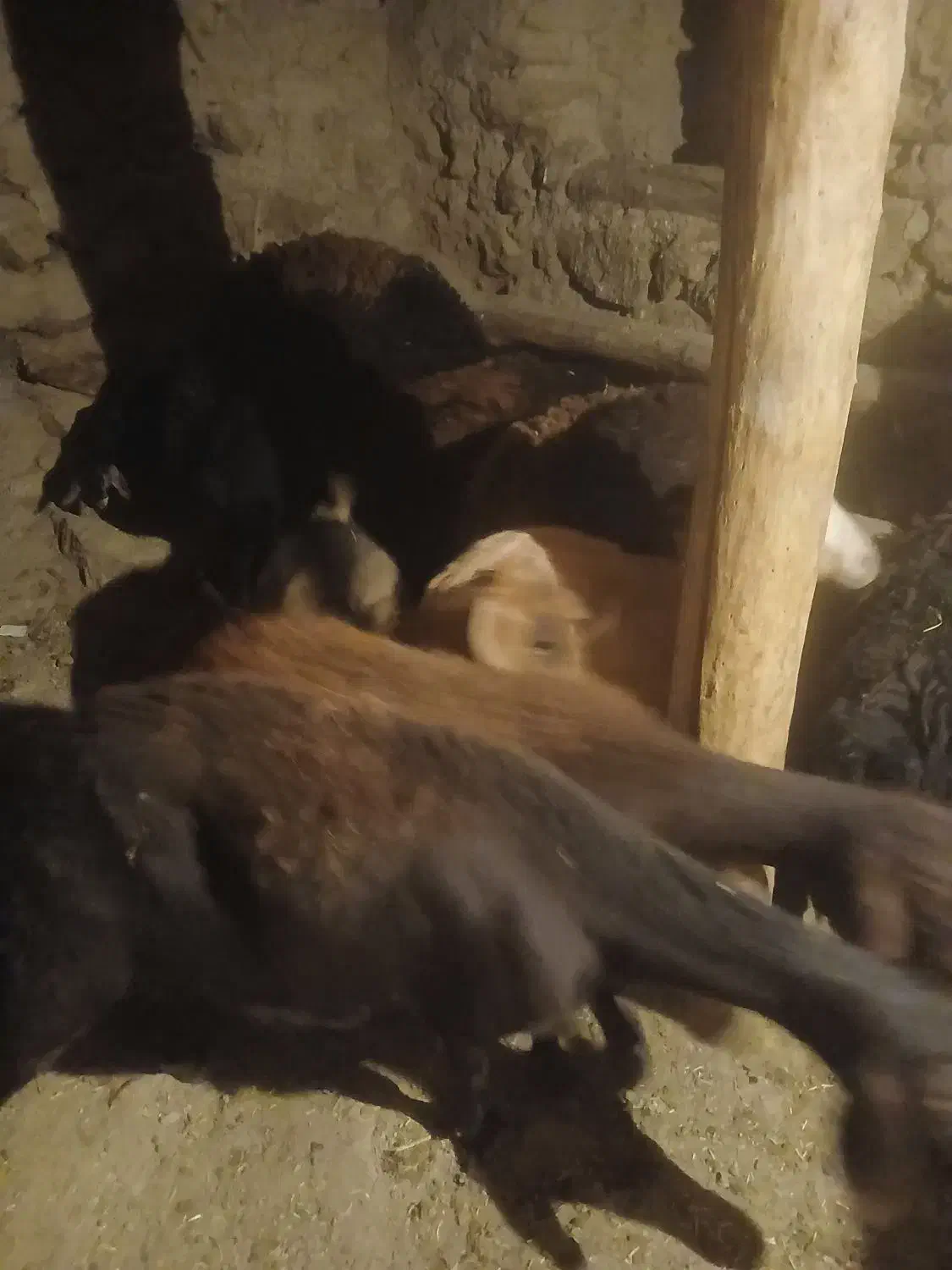 گوسفند|حیوانات مزرعه|ایجرود, |دیوار