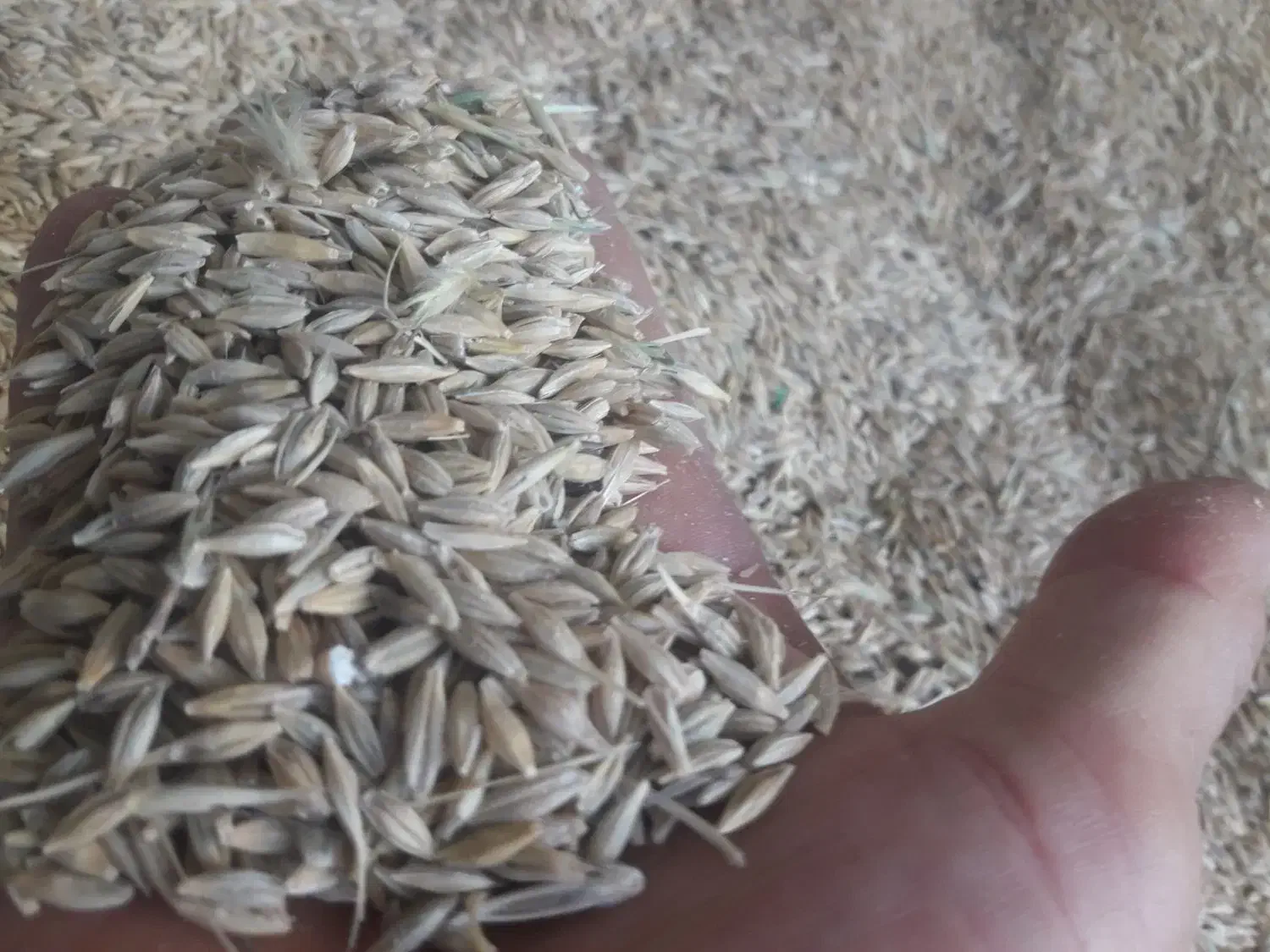 فروش گندم و جو|عمدهفروشی|مرودشت, رامجرد یک|دیوار