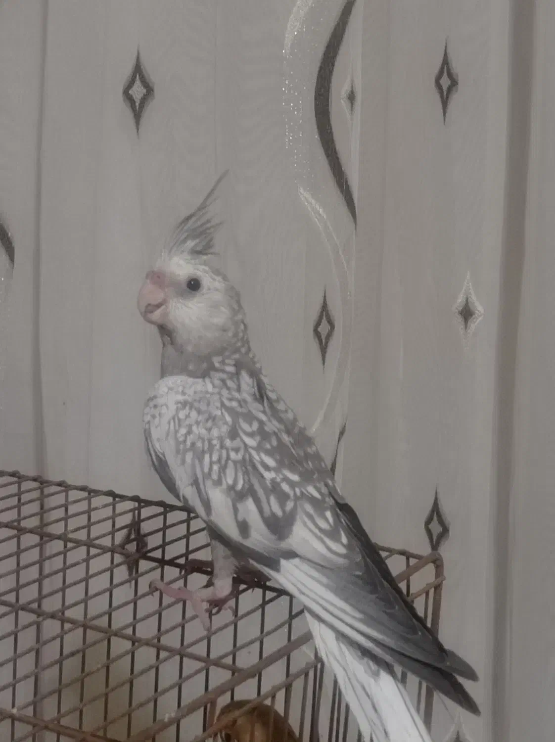 عروس مرواریدی وایت فیس|پرنده|رفسنجان, |دیوار