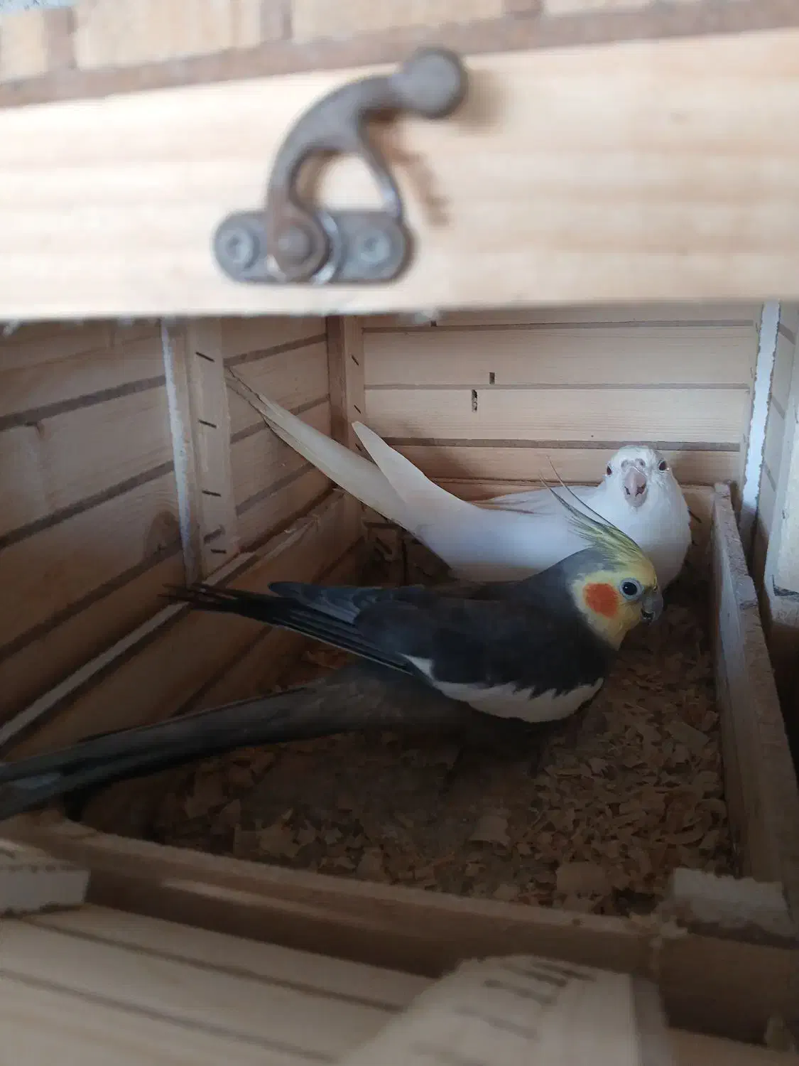 عروس هلندی وفنچ|پرنده|بندرلنگه, |دیوار