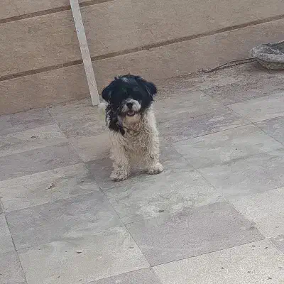 سگ شیتزو|سگ|حمیدیا, |دیوار