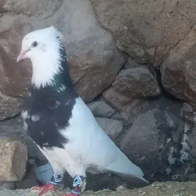 نر مست|حیوانات|دورود, |دیوار