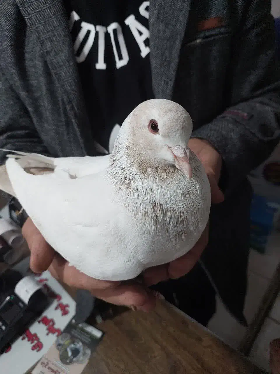 پرنده|حیوانات|آران و بیدگل, |دیوار