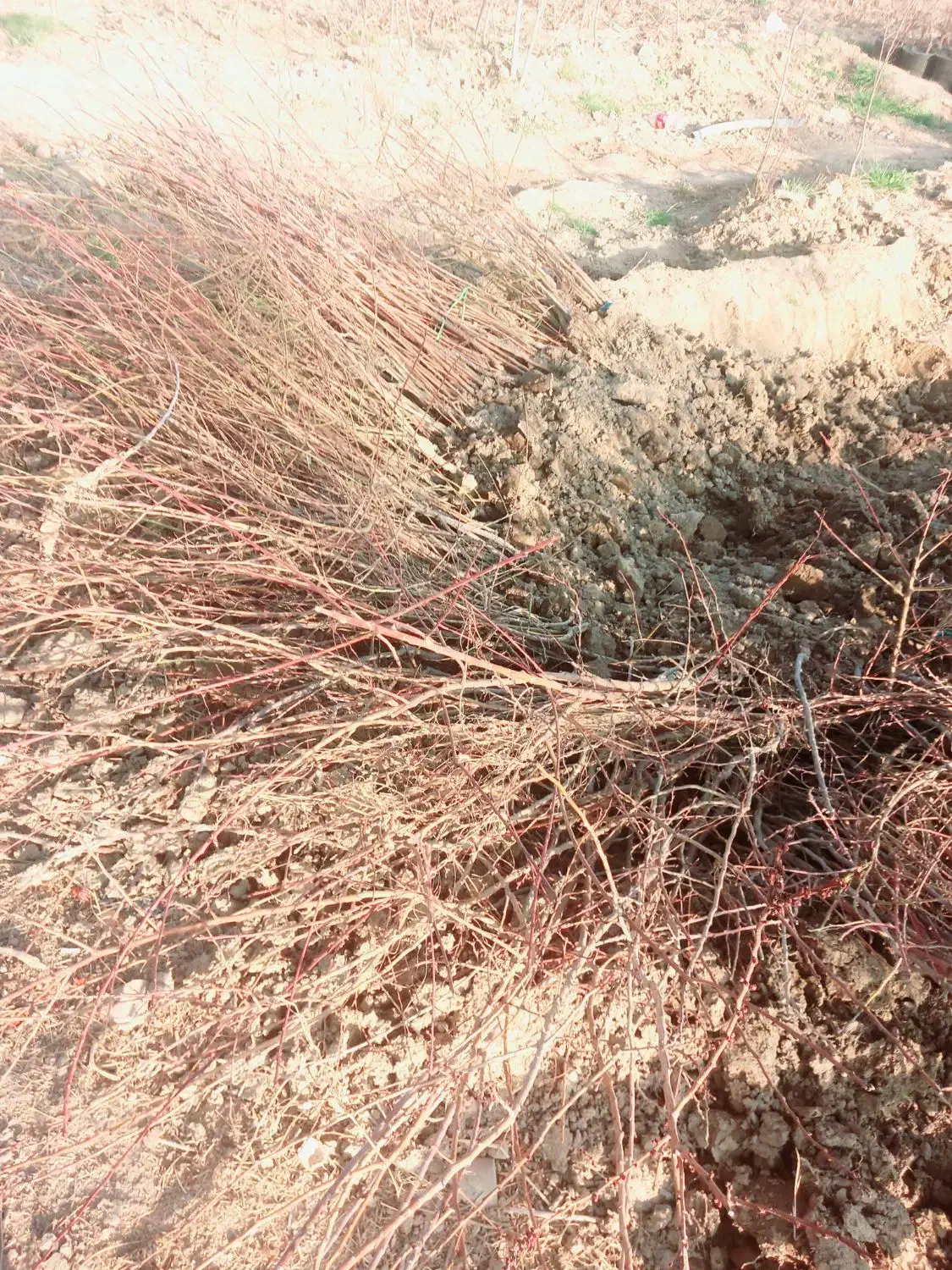 نهال تازه|خدمات باغبانی و درختکاری|شهر ری, شهرک نظامی|دیوار