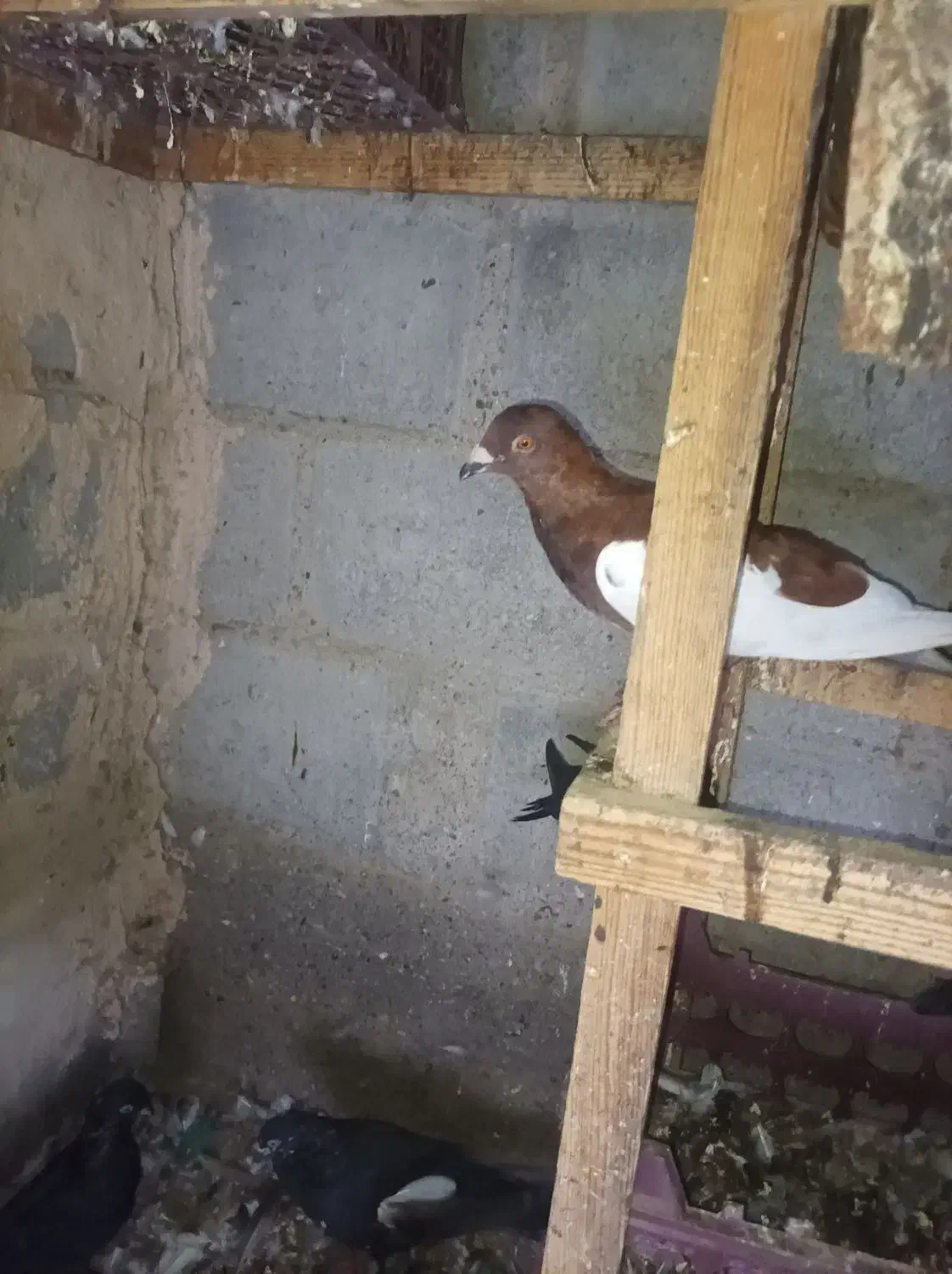 کفتر پلاکی ایرانی پاکستانی جمله|پرنده|بند زرک, |دیوار