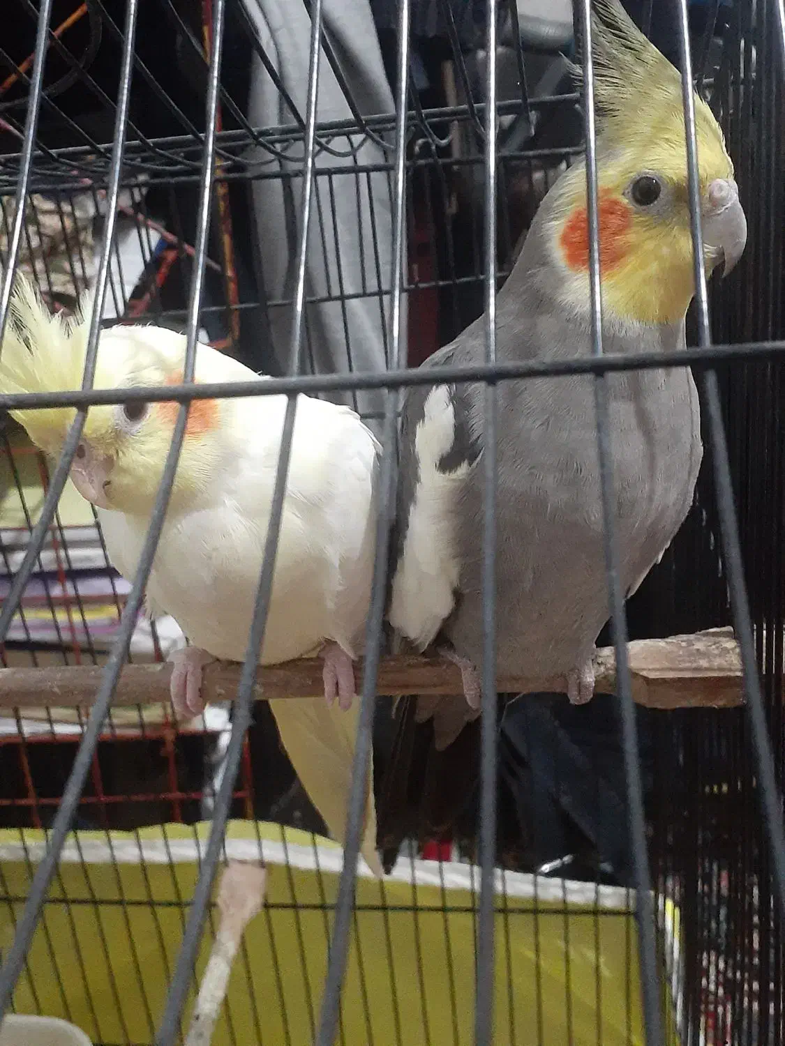 عروس هلندی و گیرینجیک و برزیلی|پرنده|صومعهسرا, |دیوار