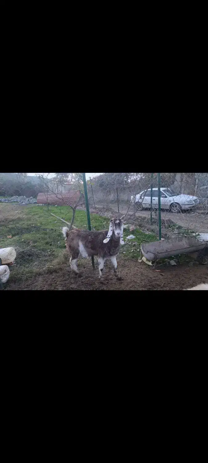 بز اصیل|حیوانات مزرعه|گرگان, |دیوار