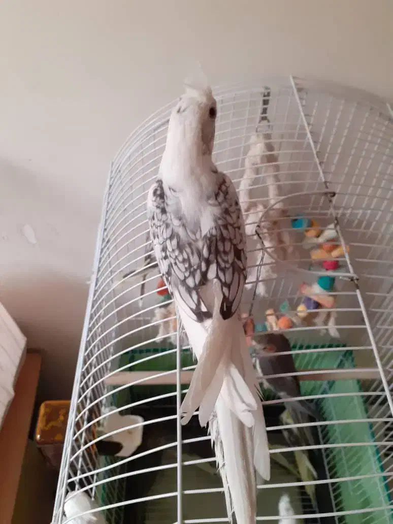 عروس هلندی|پرنده|تهران, جیحون|دیوار