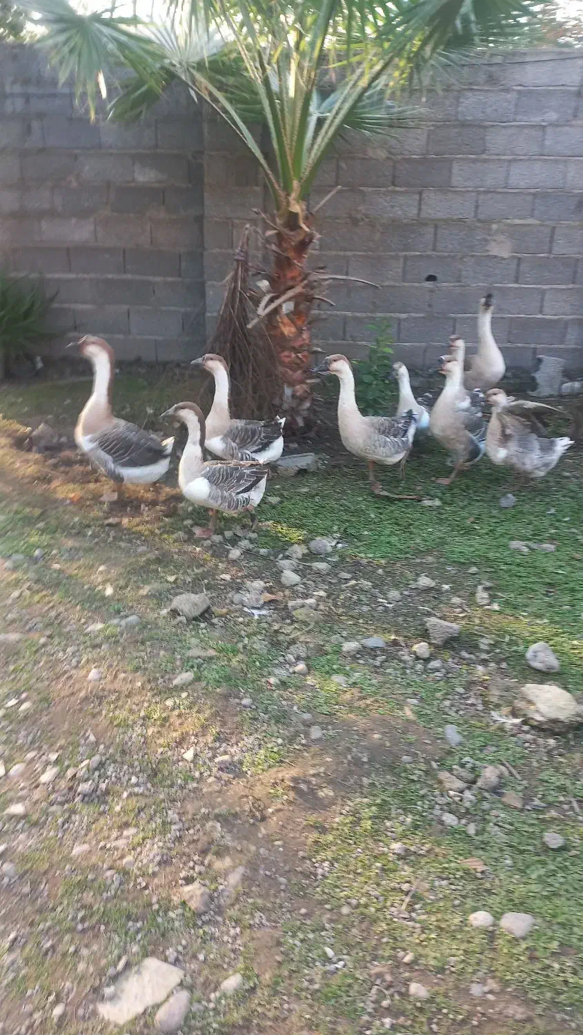 قوغاز|حیوانات مزرعه|آستانه اشرفیه, |دیوار