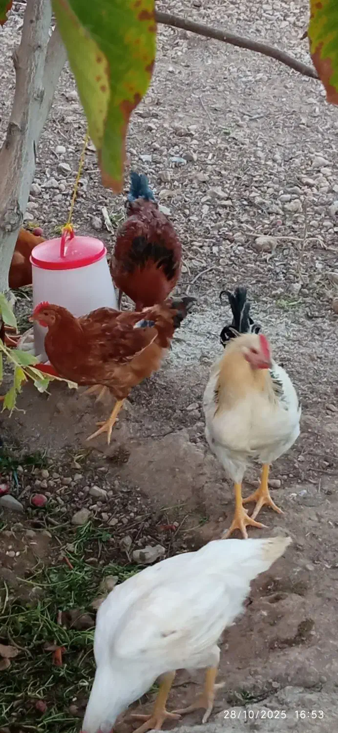 مرغ وخروس پنجاه وچهار قطعه|حیوانات مزرعه|هشتگرد, خور|دیوار