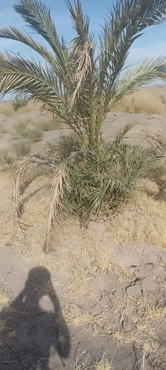 جونگ فروشی جاگردونی و کوچیک|گل و گیاه طبیعی|نرماشیر, |دیوار