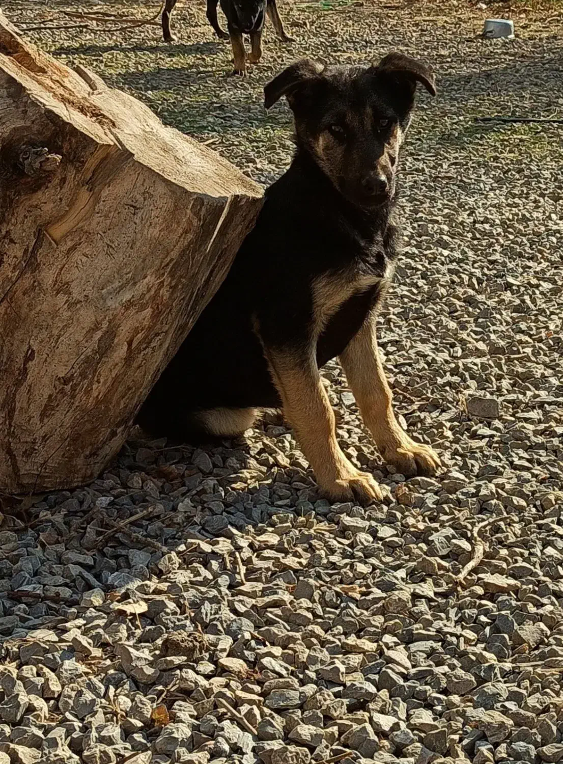 واگذاری توله ژرمن شپرد|سگ|نمین, |دیوار