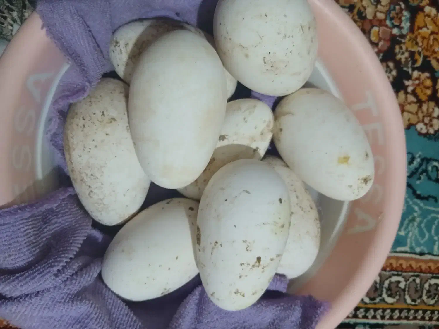 تخم غاز|حیوانات مزرعه|زابل, |دیوار