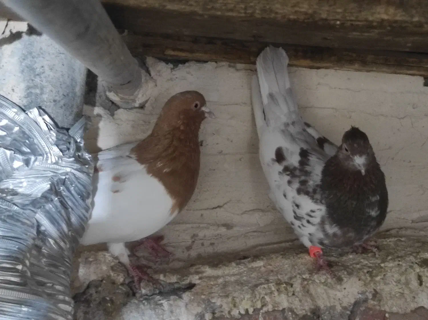 کبوتر|پرنده|تیکمه داش, |دیوار