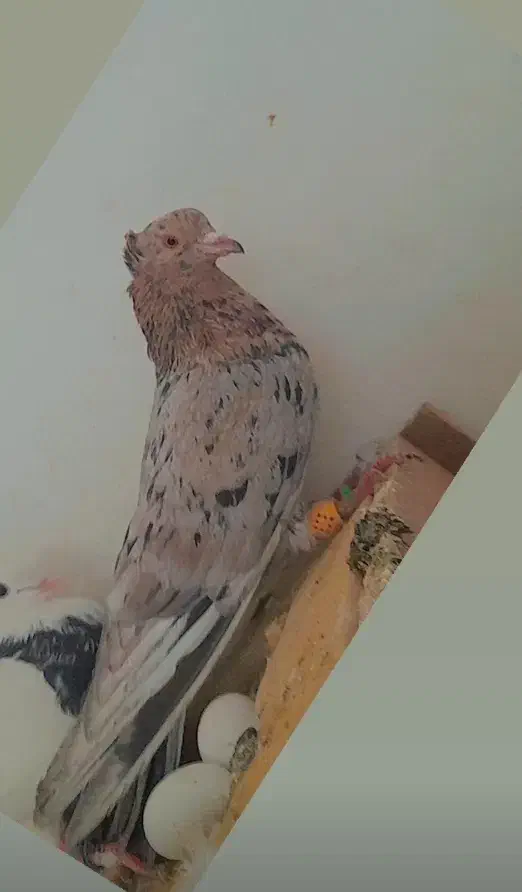 سار هفرنگ نر|پرنده|شیروان (خراسان), |دیوار