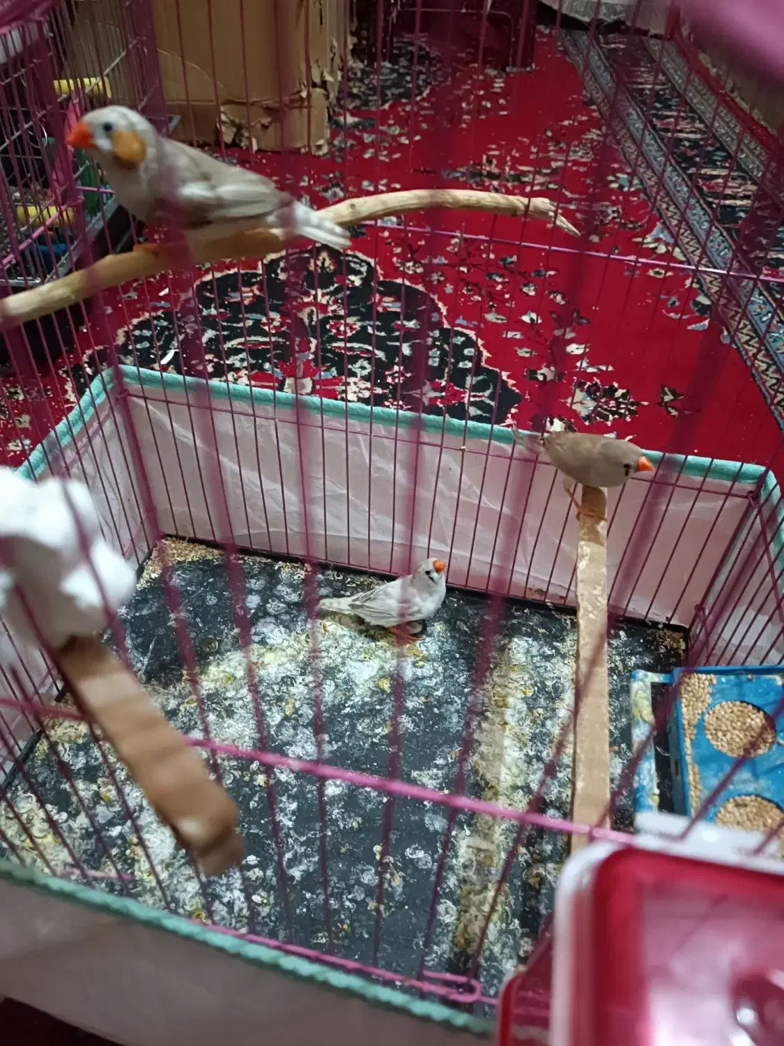 فنچ|پرنده|زابل, |دیوار