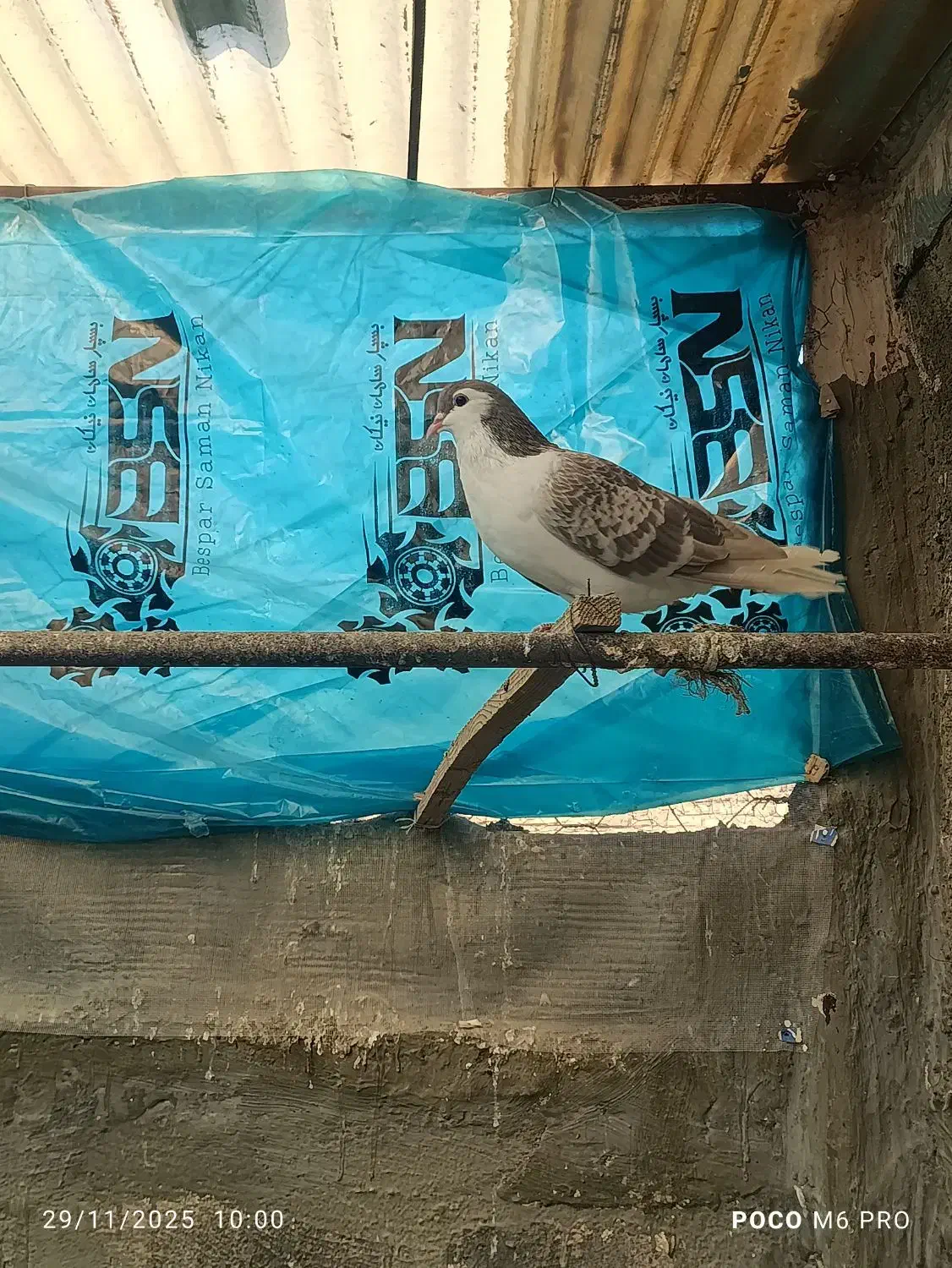 کفترساده|پرنده|پاکدشت, حصار امیر|دیوار