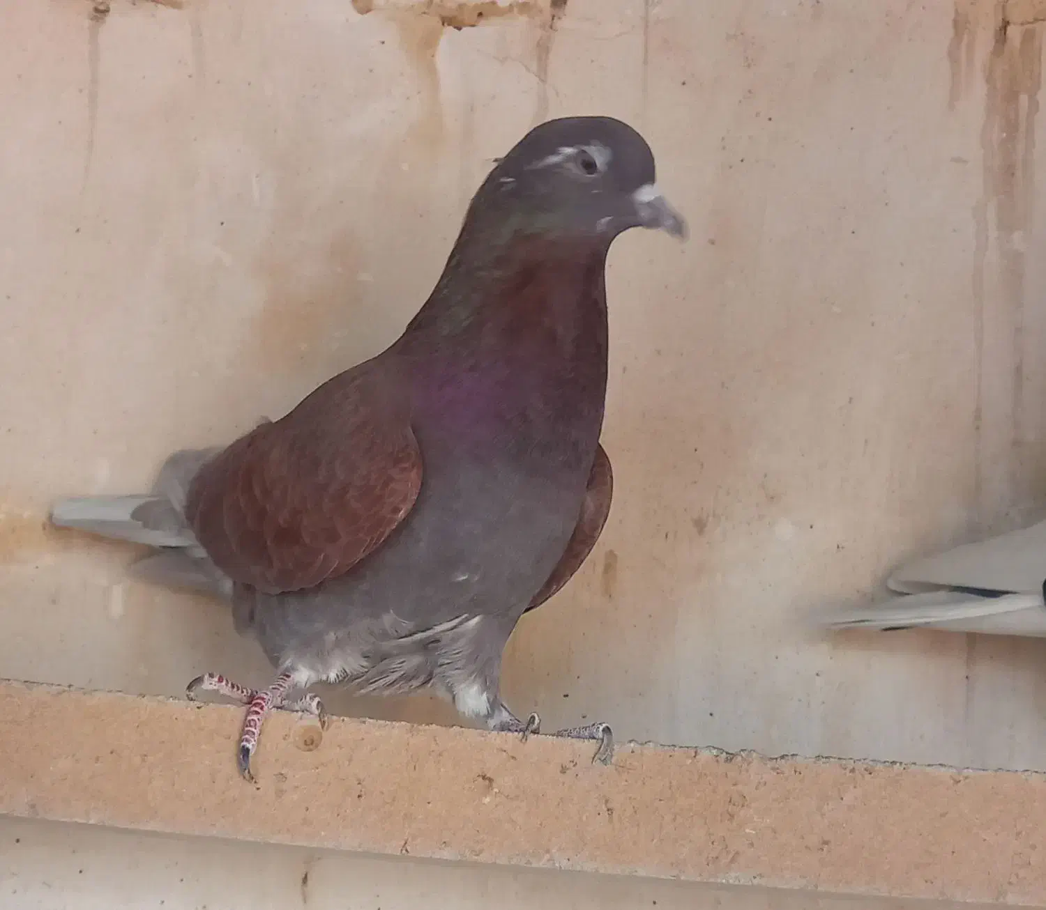 کفتر سرخ  پرشی|پرنده|قم, محمد آباد|دیوار