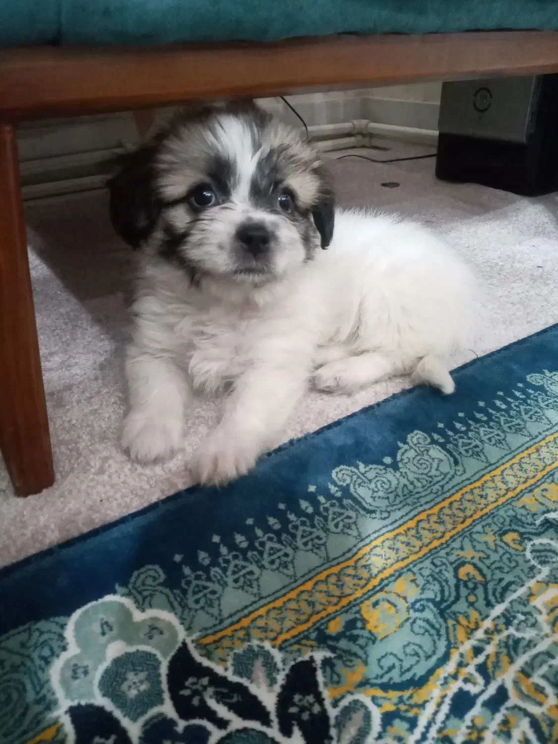 سگ نژاد شیتزو|سگ|ری, جوانمرد قصاب|دیوار