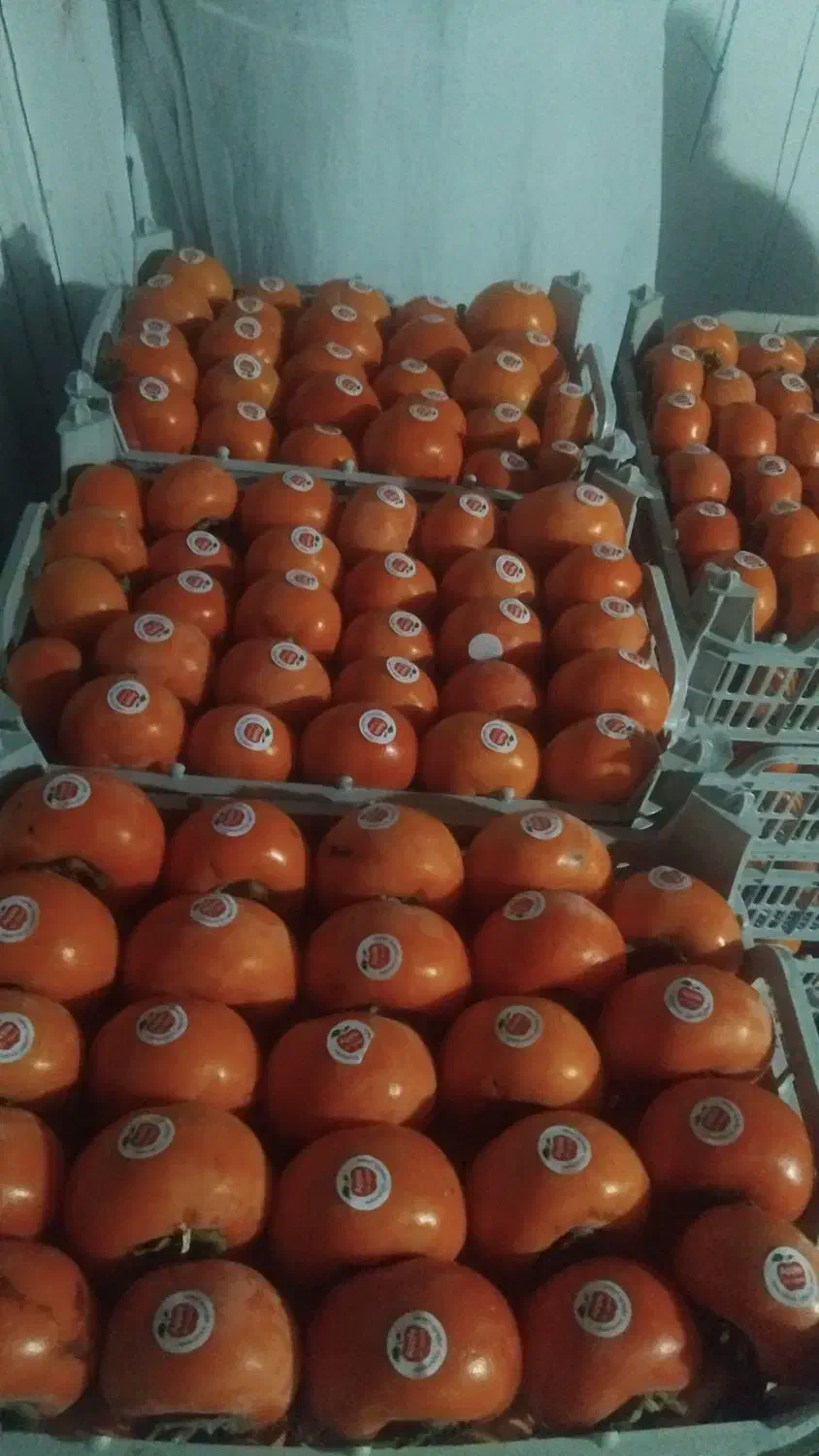 خرید وفروش خرمالو|خوردنی و آشامیدنی|سیلوانه, |دیوار