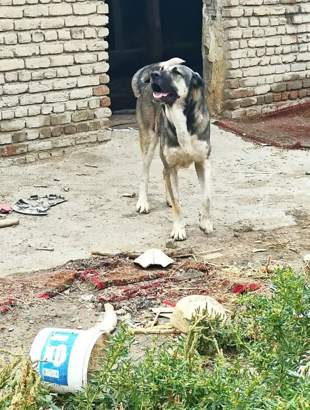 واگذاری سگ عراقی|سگ|ورزقان, |دیوار