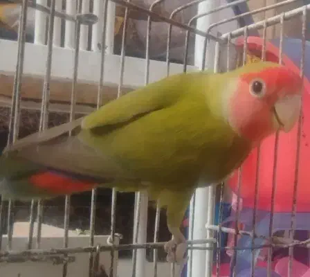 کوتوله جفت|پرنده|مشهد, شهرک مهرگان|دیوار