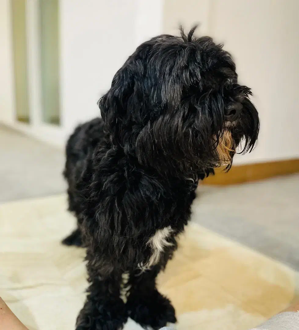 سگ شیتزو تریر|سگ|تهران, باغ فیض|دیوار