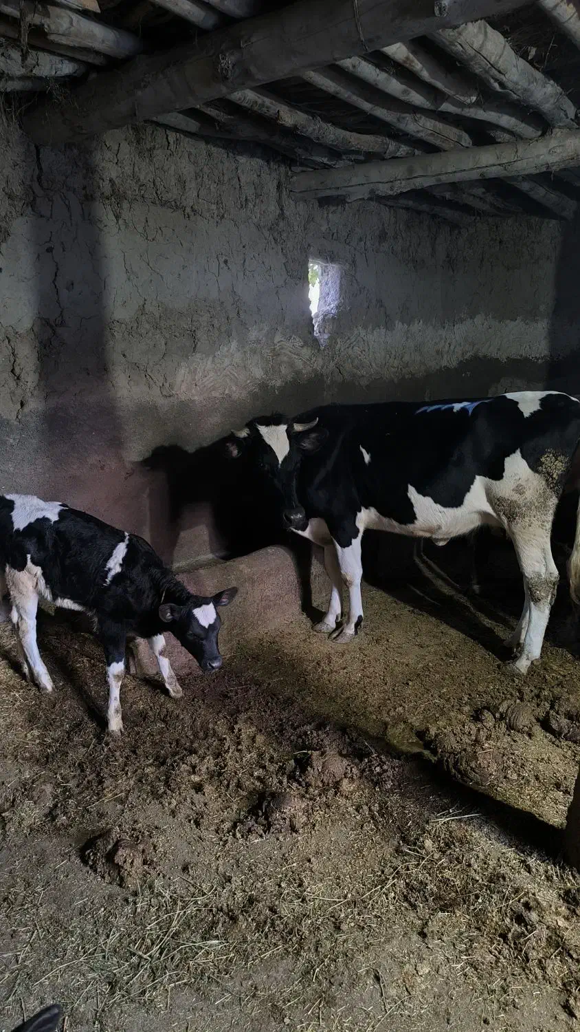 گاو ماده|حیوانات مزرعه|میانه, |دیوار