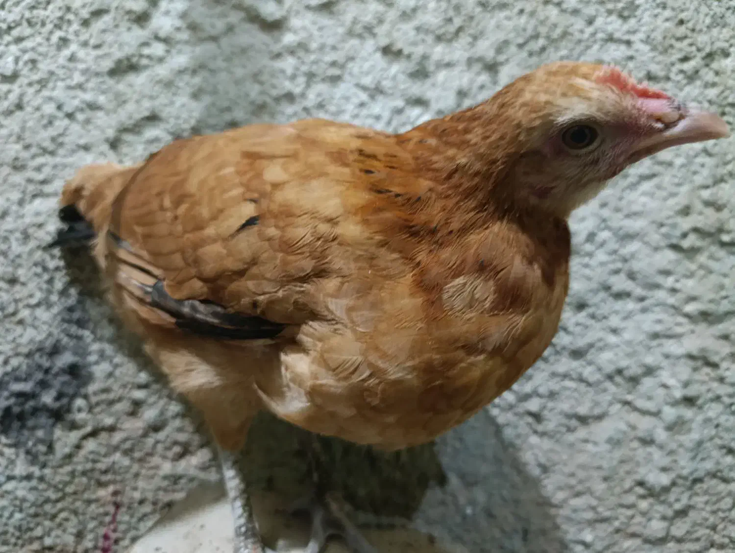 نیمچه|حیوانات مزرعه|اندیمشک, |دیوار