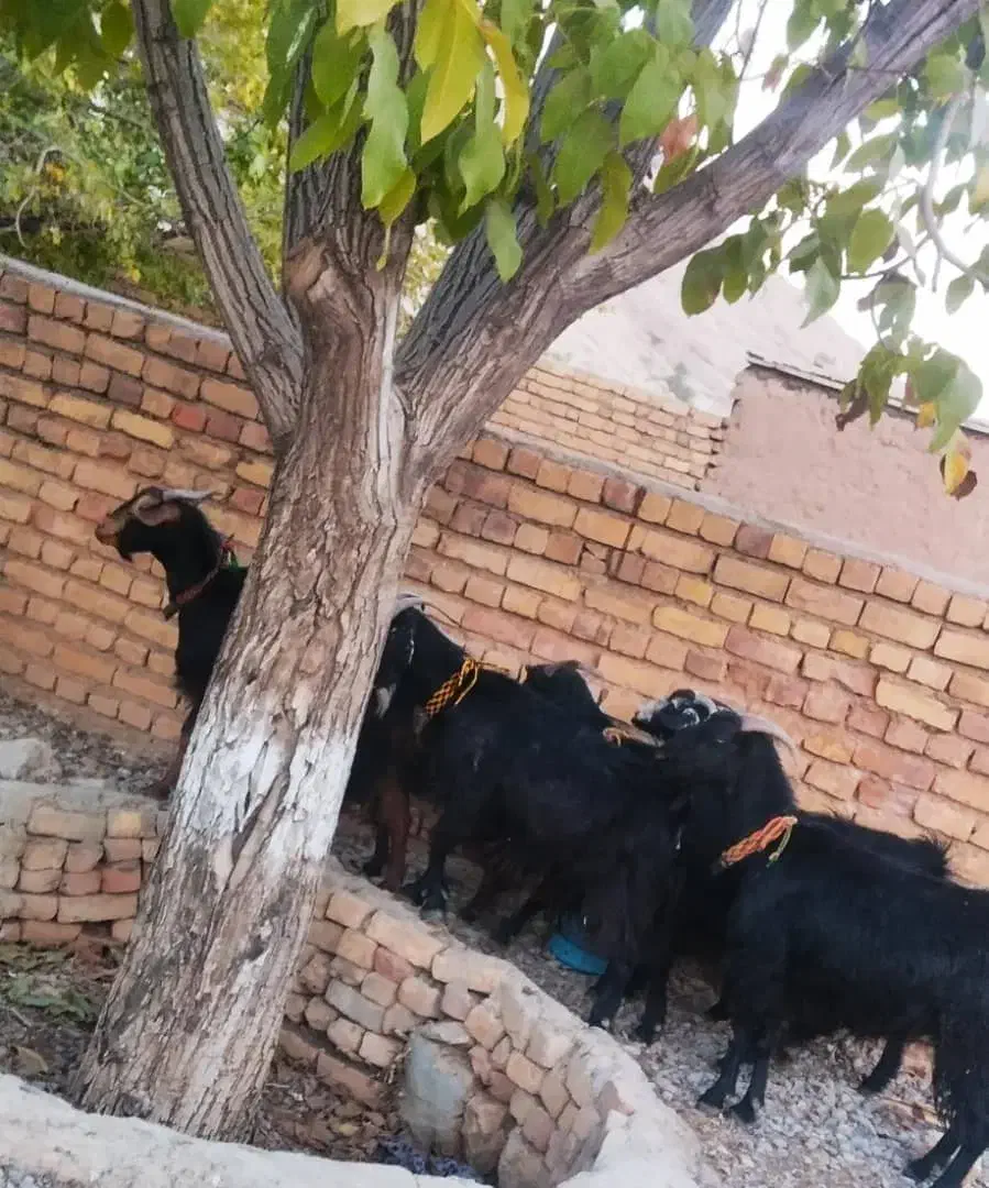 بز آبستن نزدیک|حیوانات مزرعه|درودزن, |دیوار