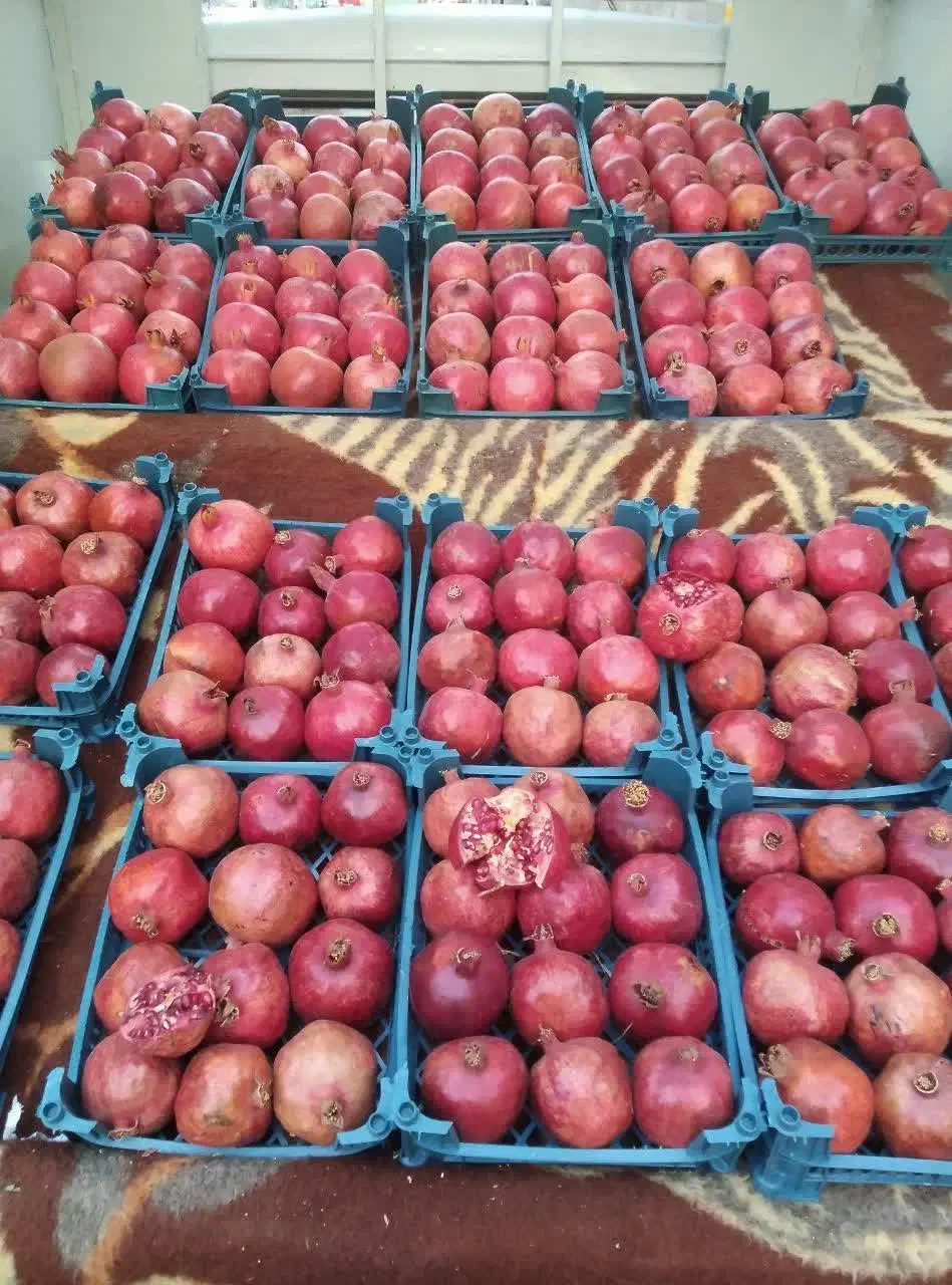 تخته میوه فروشی کف وانت|فروشگاه و مغازه|پاکدشت, پاکدشت (مامازند)|دیوار