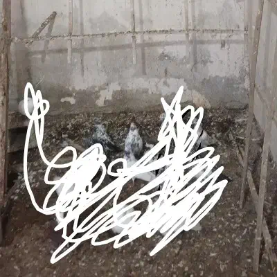 کبوتر غریب|حیوانات|رشت, پسیخان|دیوار