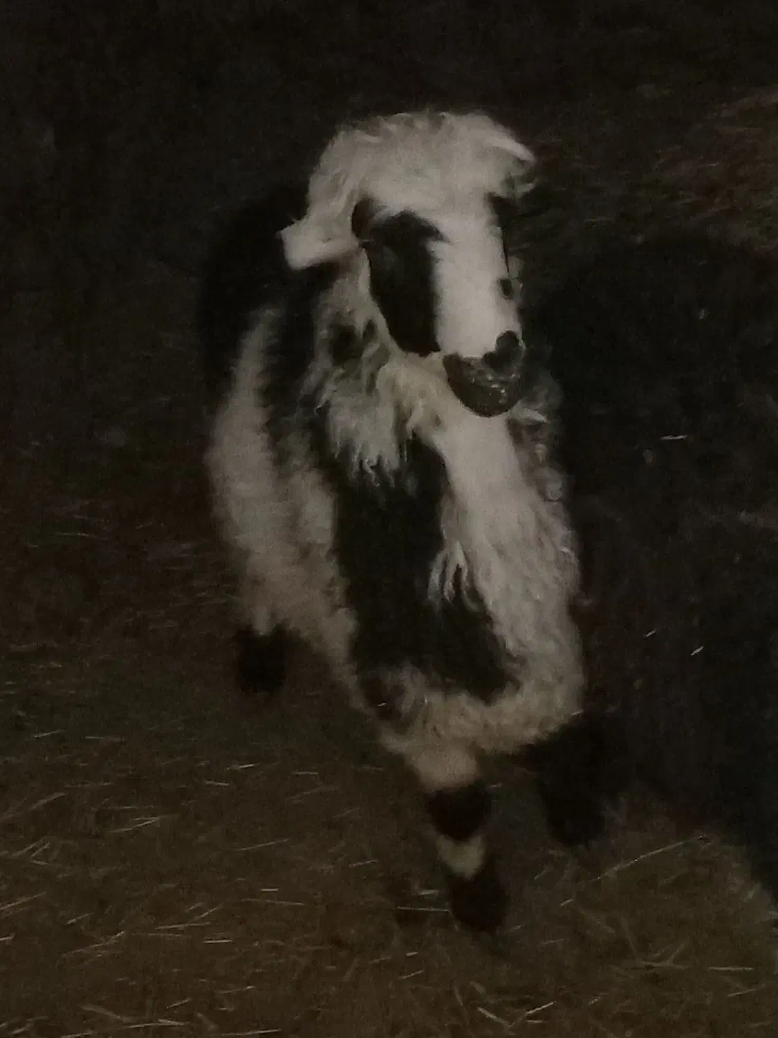 بره نر پلنگی|حیوانات مزرعه|بوئین و میاندشت, |دیوار