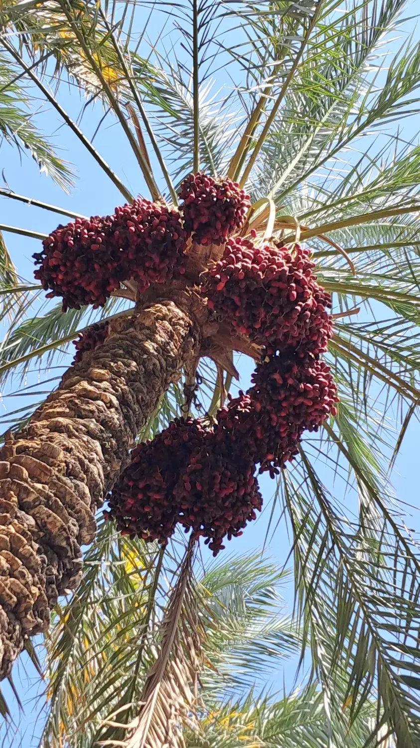 اجاره زمین کشاورزی بین چغوکی و طالقان|اجارهٔ دفتر صنعتی، کشاورزی، تجاری|منوجان, |دیوار