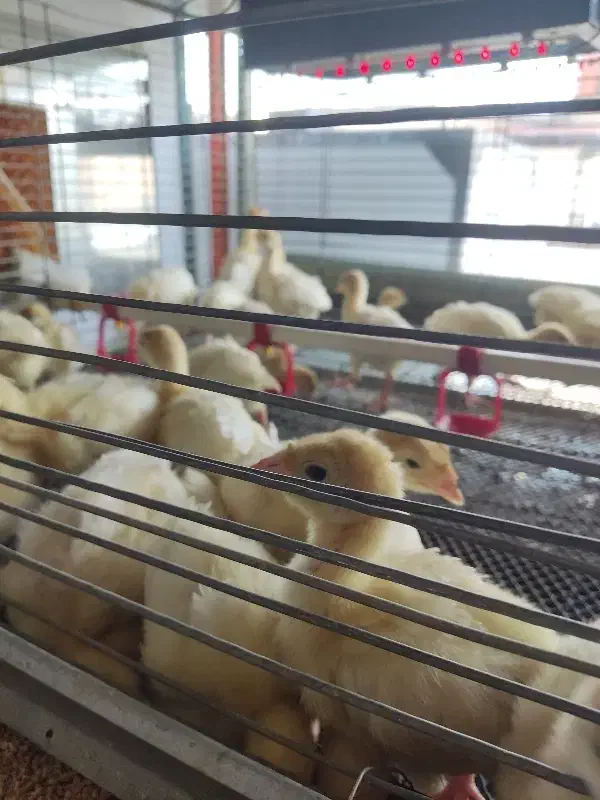 بوقلمون بیوتی ۲۵روزه|حیوانات مزرعه|شوش, |دیوار