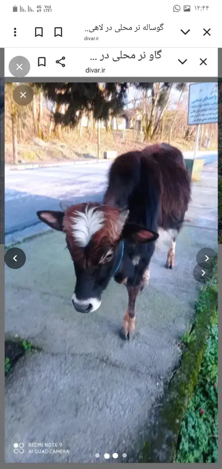 گاو نر|حیوانات مزرعه|رشت, لاکان شهر|دیوار