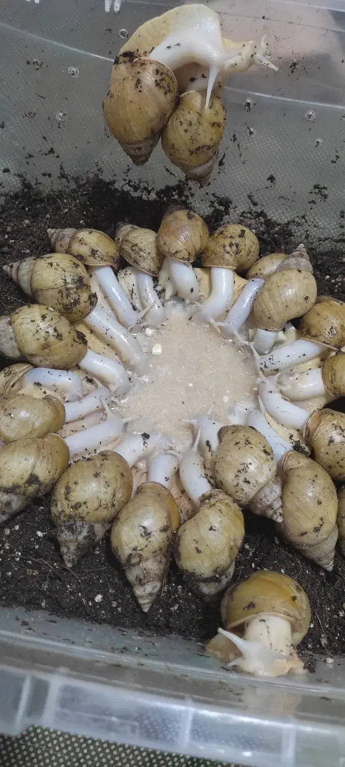 حلزون مولد و خاک مخصوص حلزون و تخم حلزون|خزنده|سنندج, |دیوار