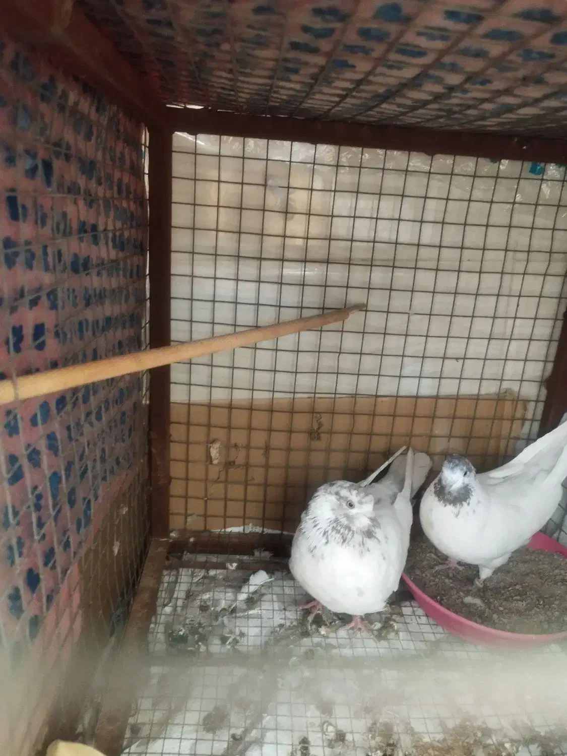 کله برنجی تیره قدیم یزدی|پرنده|یزد, |دیوار