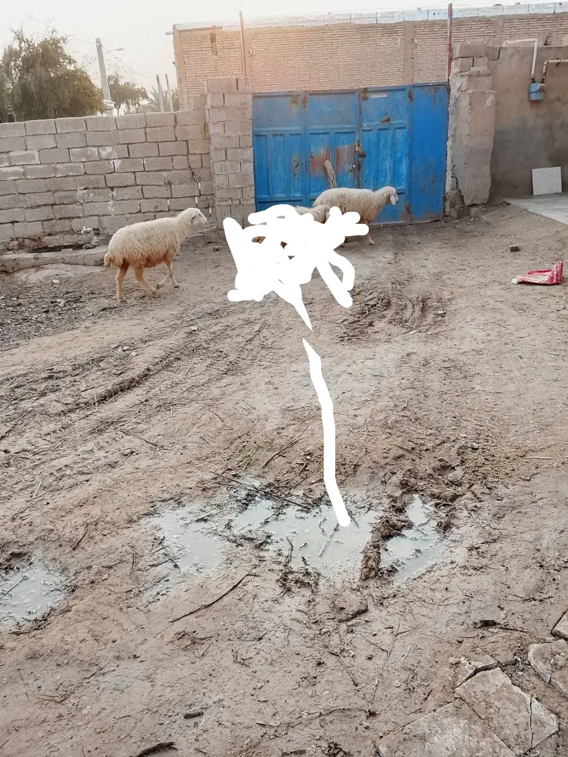 حمیدیه|حیوانات مزرعه|حمیدیه, |دیوار