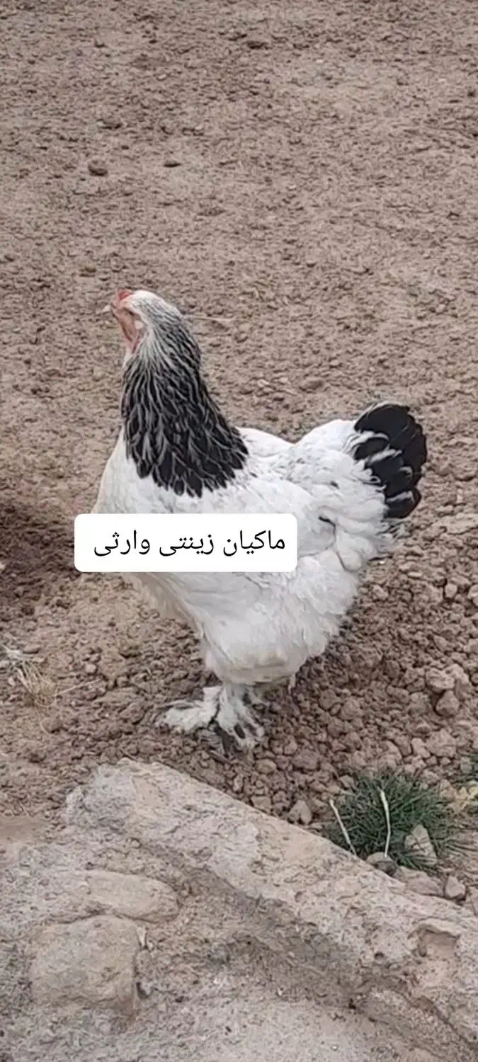 تخم نطفه دار برهما لایت|حیوانات مزرعه|تبریز, |دیوار